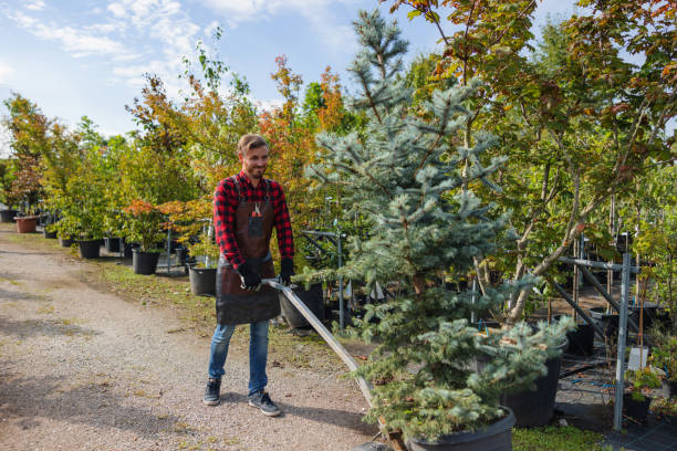 Trusted Grapeland, TX Tree Removal and Landscaping Services Experts